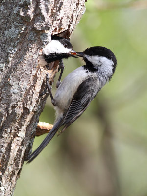 Chickadees