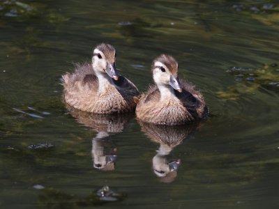 Shore Birds