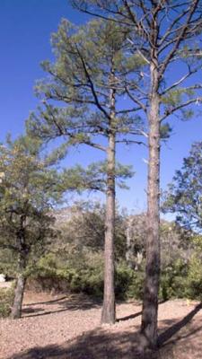 ArizonaEaster013.jpg
