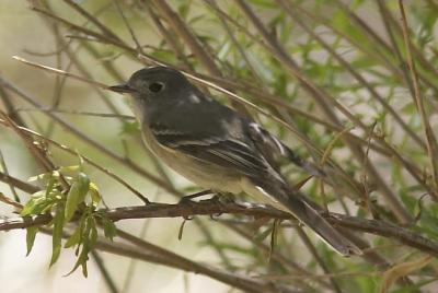 ArizonaEaster060.jpg