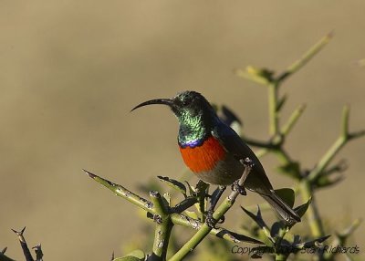 South Africa Injatimi026.jpg
