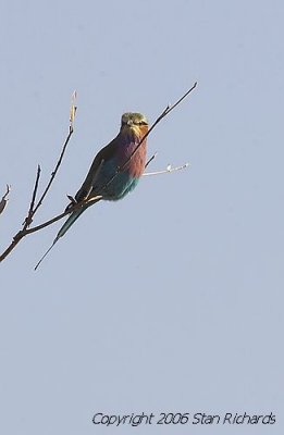 South Africa Injatimi211.jpg
