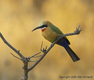 Birds of our South Africa Trip