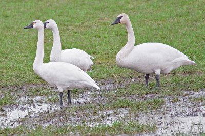 Swan, Trumpeter 9704 bird on right