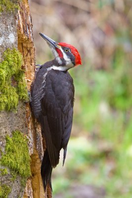 Woodpecker, Pileated 0392