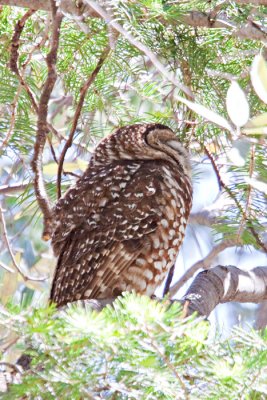 Owl, Spotted 2817