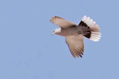 Dove, Eurasian Collared 9798