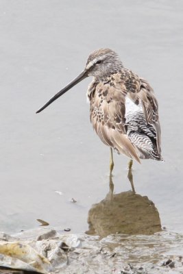 Dowitcher, Long Billed 9275
