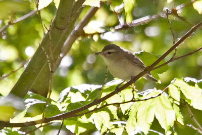 Vireo, Red Eyed 1246