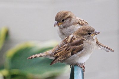 Sparrow, House 0687