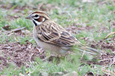 Sparrow, Lark 4031