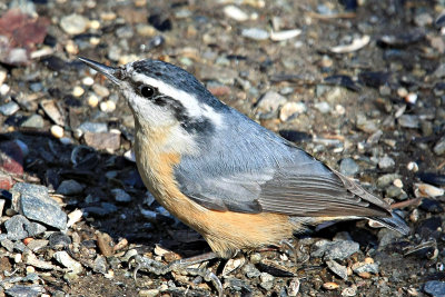 Nuthatch, Red Breasted 8268