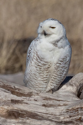 Owl, Snowy 7394