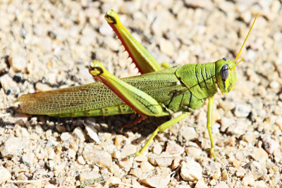 IMG_5226 green grasshopper cropped 800w.jpg
