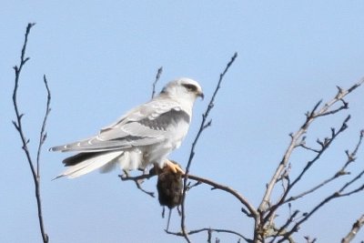 Kite, White Tailed 8779