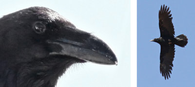 Raven, Chihuahuan 4119, 5108