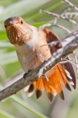 Hummingbird, Allen's 0884