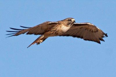 Hawk, Red Tailed 3446
