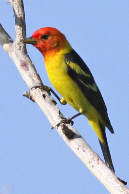 Tanager, Western 6260