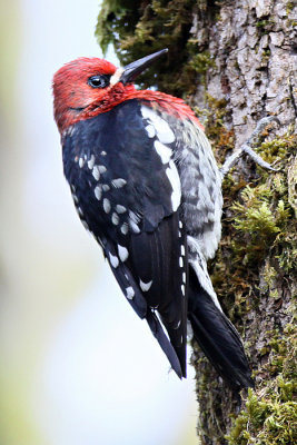 Sapsucker, Red Breasted 8728