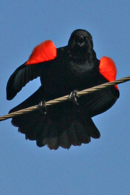 Blackbird, Red Winged 4085