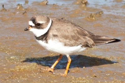Plover, Semipalmated 0240