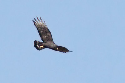 Hawk, Zone-Tailed 6406