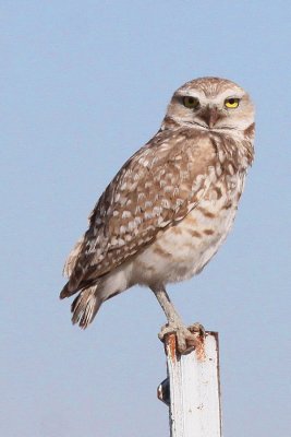 Owl, Burrowing 7884