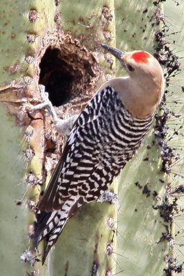 Woodpecker, Gila 0319