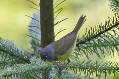 Warbler, MacGillivrays 9033 