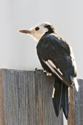 Woodpecker, White Headed 0280