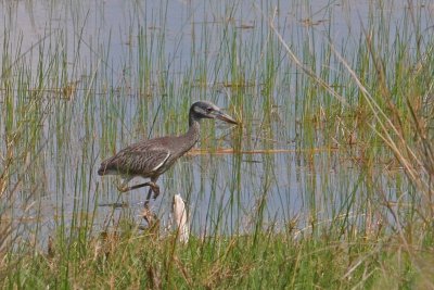 6925 Immature Yellow-Crowned Night Heron