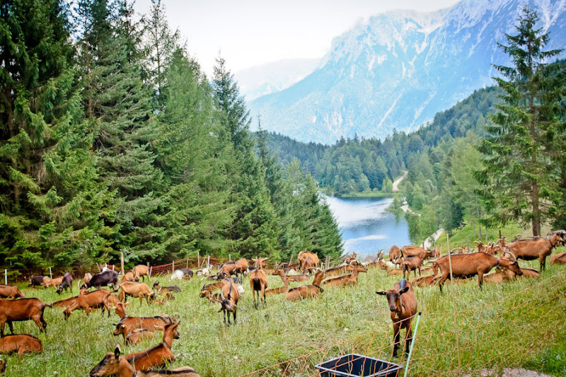 view of goats & lake from carriage