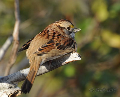 White-throated Sparrow DSCN_257501.JPG