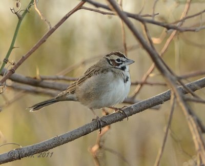 Lark Sparrow DSCN_257548.JPG