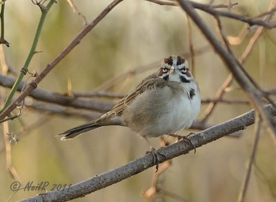 Lark Sparrow DSCN_257554.JPG