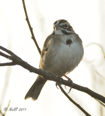 Lark Sparrow DSCN_257562.JPG