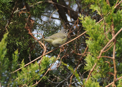 Warbling Vireo DSCN_257366B.JPG
