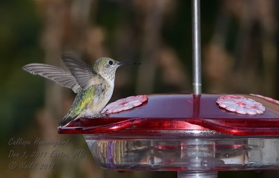 Calliope Hummingbird Easton, MD 12-1-2011