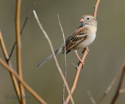 Field Sparrow DSCN_261905.JPG