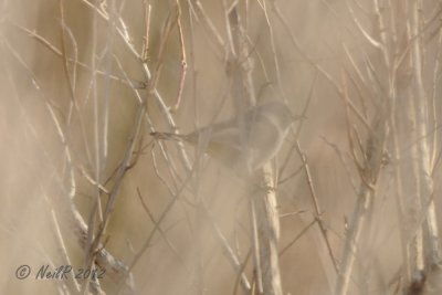 Virginia's Warbler DSCN_260825.JPG