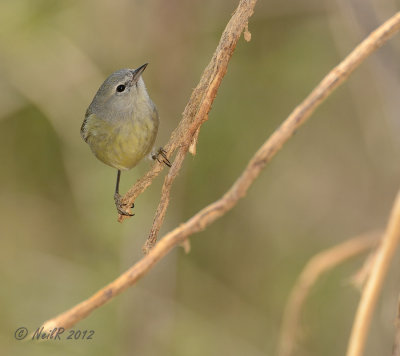 Orange-Crowned Warbler March 2012 Howard Cty