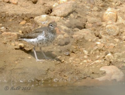 Spotted Sandpiper DSCN_269350.JPG