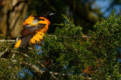 Baltimore Oriole DSCN_276160.JPG