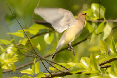 Cedar Waxwing DSCN_276229.JPG