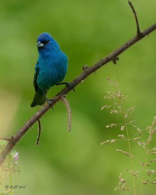 Indigo Bunting DSCN_276250.JPG