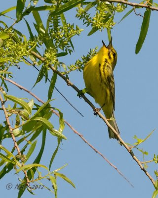 Prairie Warbler DSCN_276721.JPG