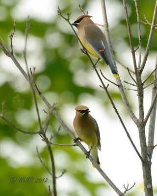 Cedar Waxwings DSCN_276909.JPG