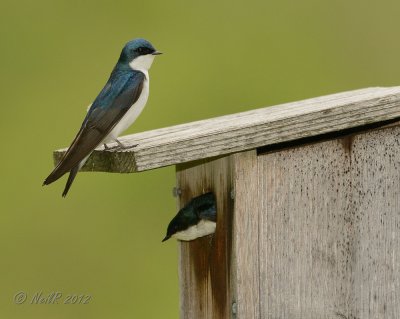 Tree Swallow DSCN_277017.JPG