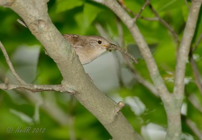 House Wren DSCN_277071.JPG